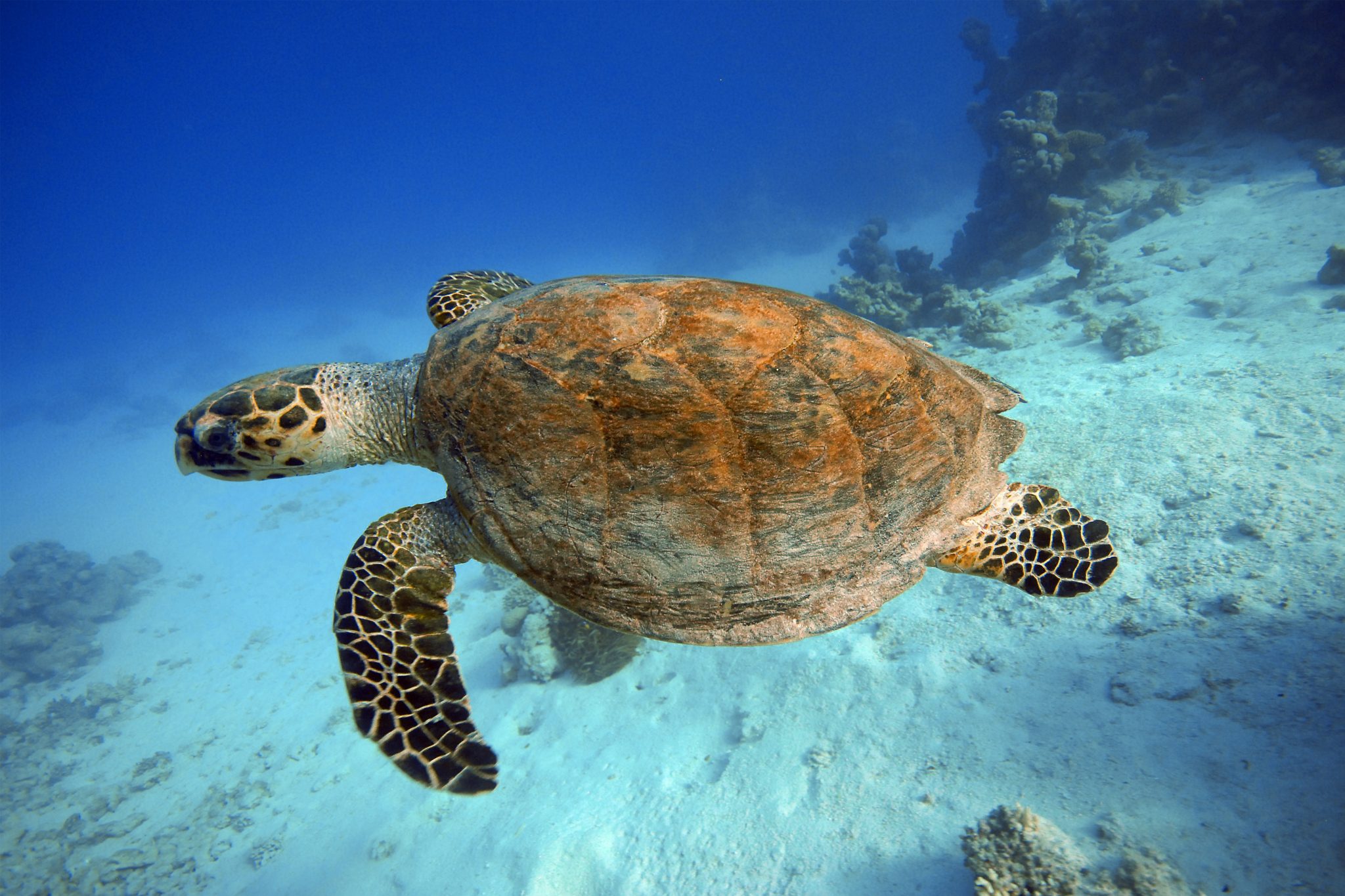 Where You’ll Find Sea Turtles Around The World 