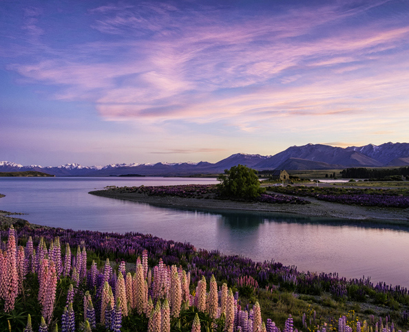 Lake Tekapo At Dawn, New Zealand South Island