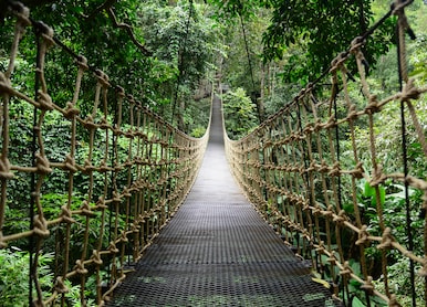 bridge rainforest suspension bridge crossing the river ferriage in the woods