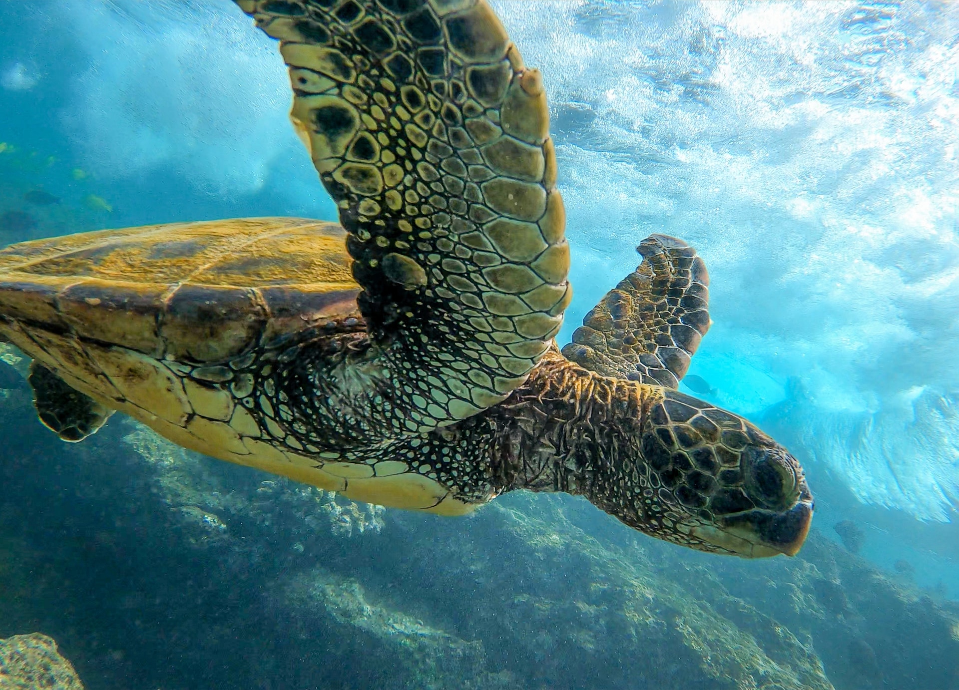 green sea turtle chelonia mydas