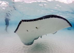 stingray swimming in water