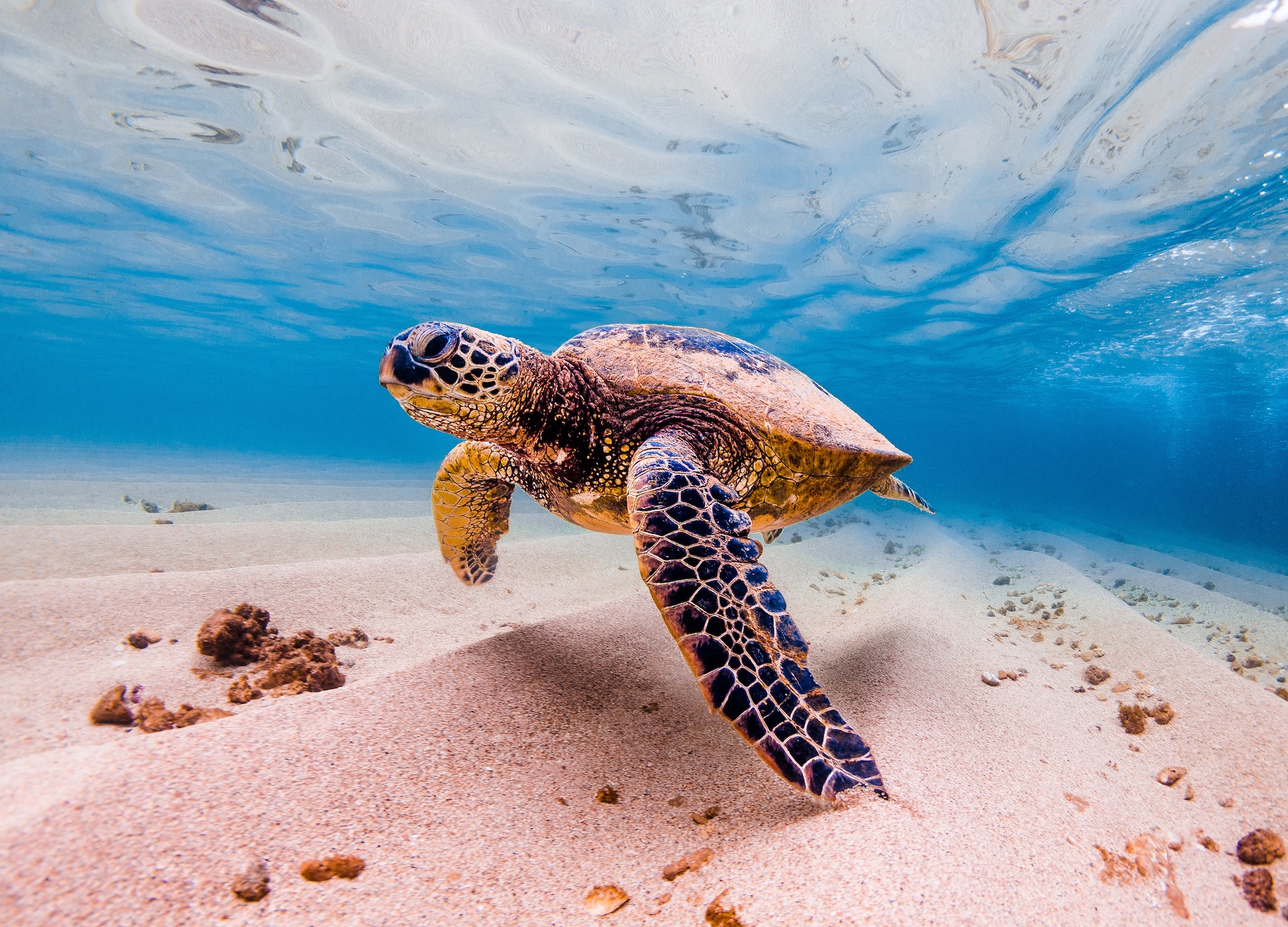 an endangered hawaiian green sea turtle cruises in the warm waters of the pacific ocean in hawaii