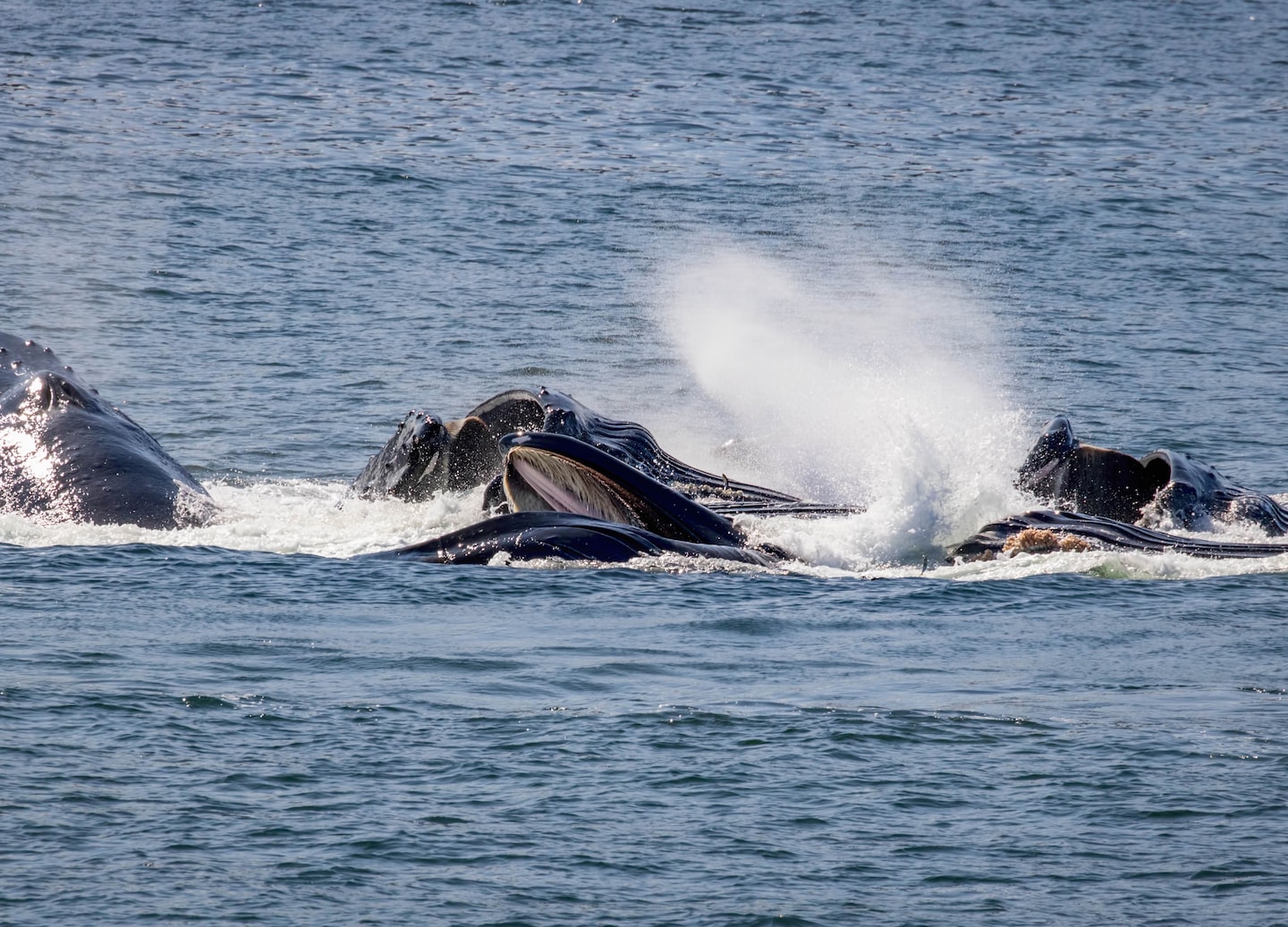 Whale Watching - Icy Strait Point, Alaska