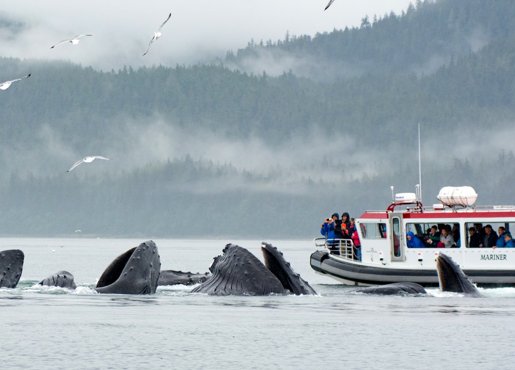 Whale Watching Excursions in Juneau, Alaska