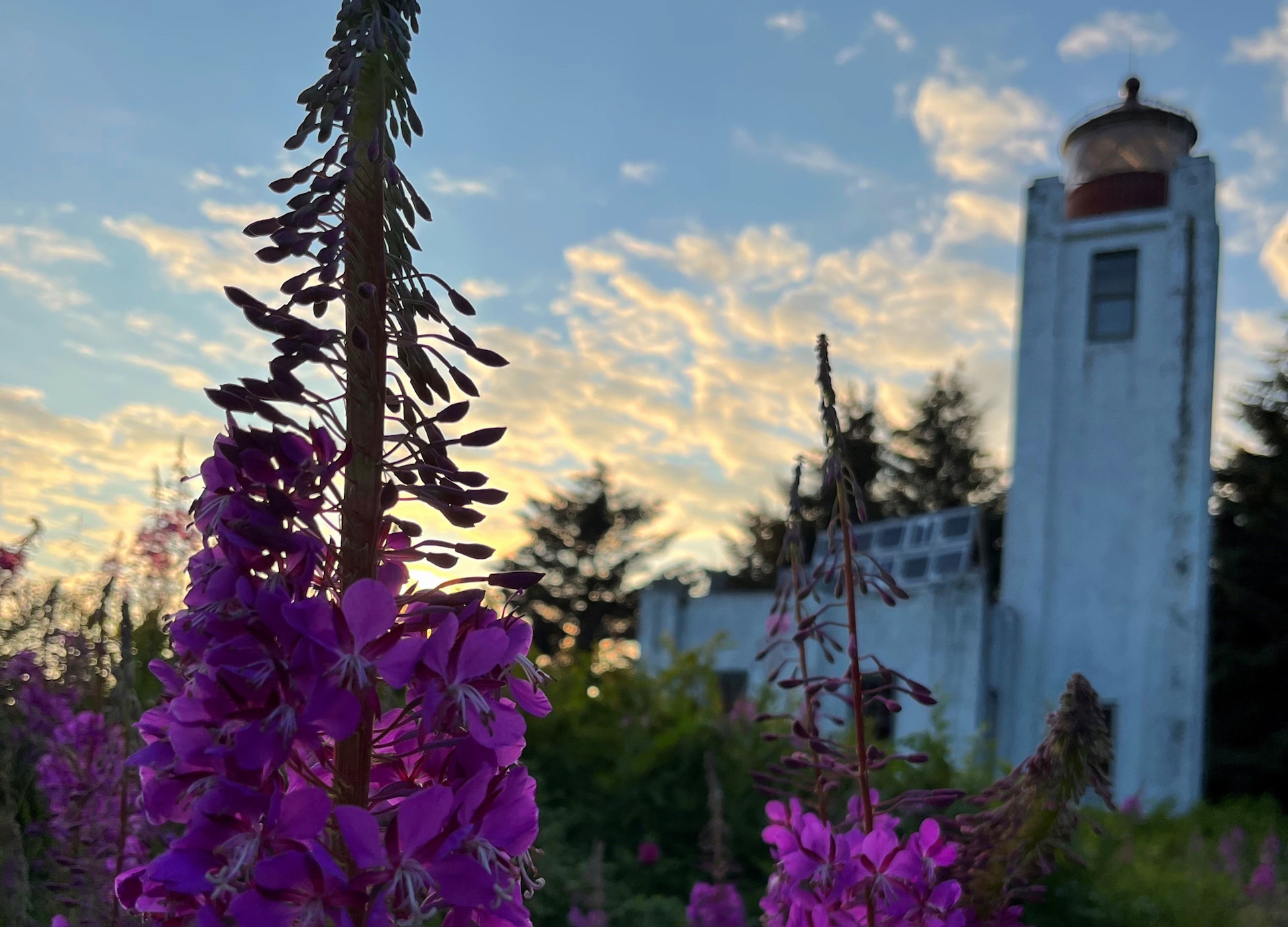 Lighthouse and Whale Watching Adventure Flowers