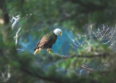 north american bald eagle seen through forest foliage during yearly gathering of eagles