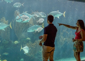 couple aquarium fish bermuda