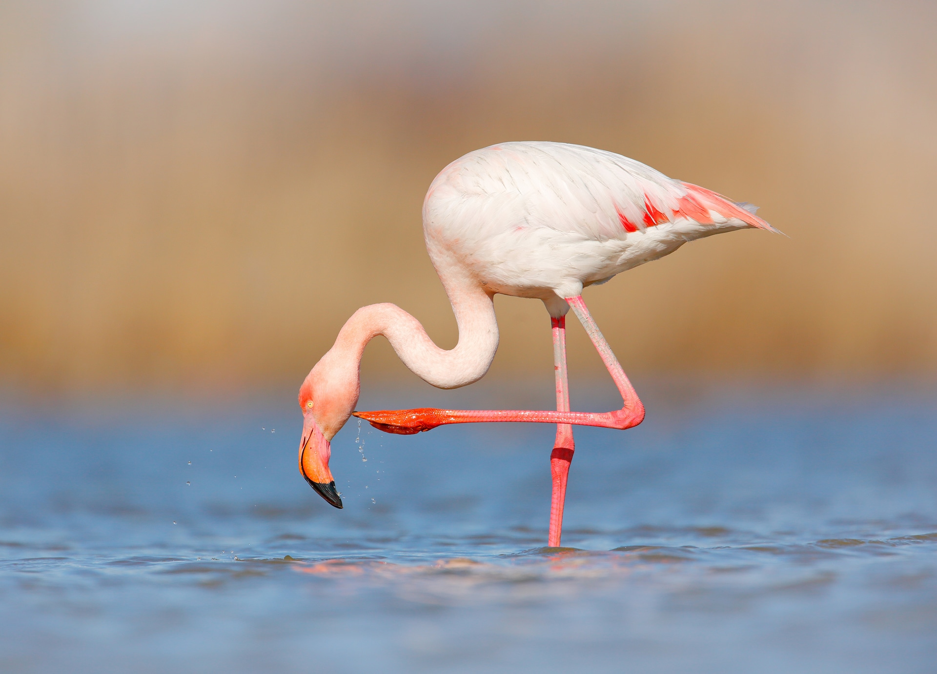 wildlife animal scene from nature flamingo in nature habitat beautiful water bird pink big bird