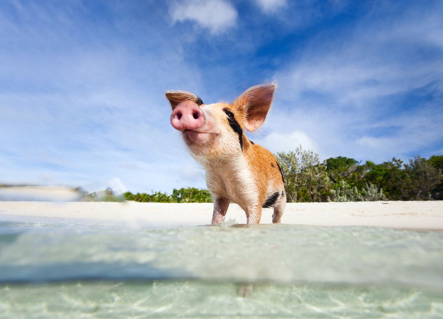 Bahamas offers swimming pigs, shark diving, and unique wildlife experiences. - CocoCay, Bahamas