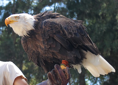 eagle sat on glove