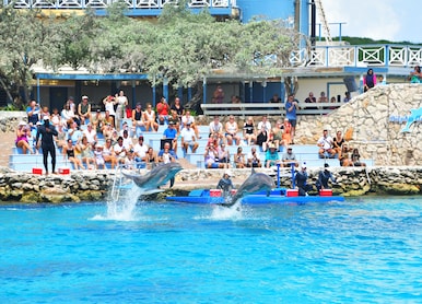 dolphin show curacao